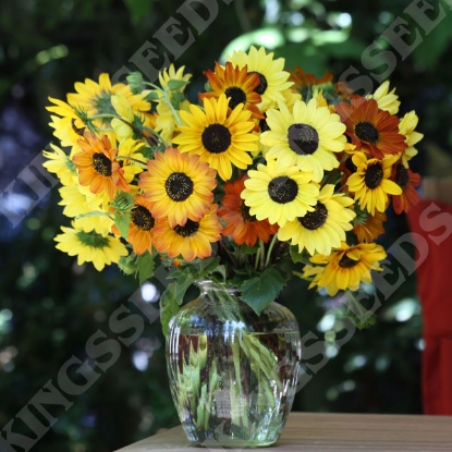 Picture of Sunflower Debilis Soluna Mix