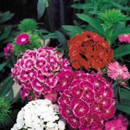 Picture of Sweet William Prettiness