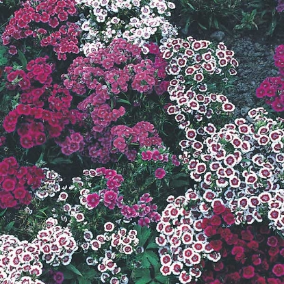 Picture of Sweet William Indian Carpet treat as HHA