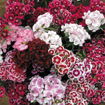 Picture of Sweet William Auricula Eyed Mixed