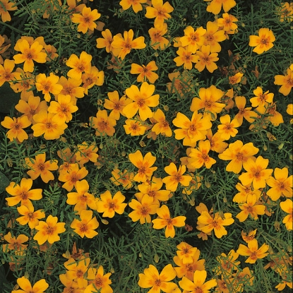 Picture of Tagetes Golden Gem