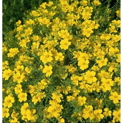 Picture of Tagetes Lemon Gem