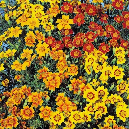 Picture of Tagetes Starfire