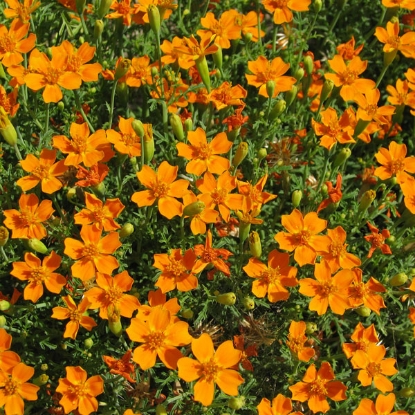 Picture of Tagetes Tangerine Gem