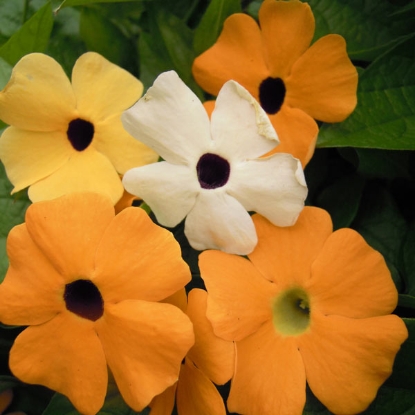 Picture of Thunbergia Alata