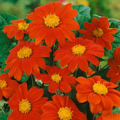 Picture of Tithonia Torch