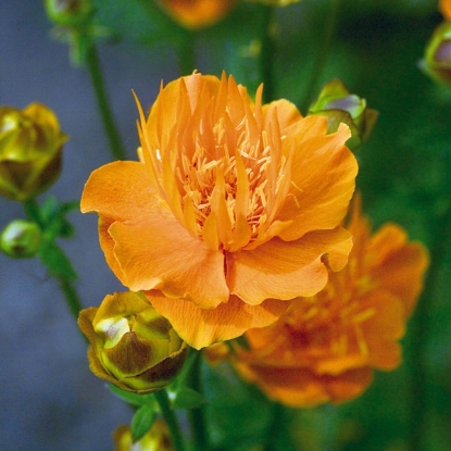 Picture of Trollius Golden Queen