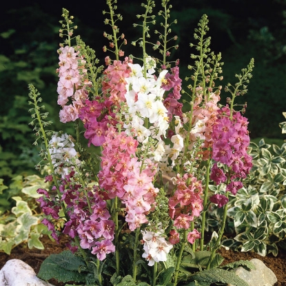 Picture of Verbascum Phoeniceum