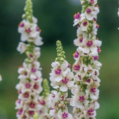 Picture of Verbascum Chaixii Album Snowy Spires