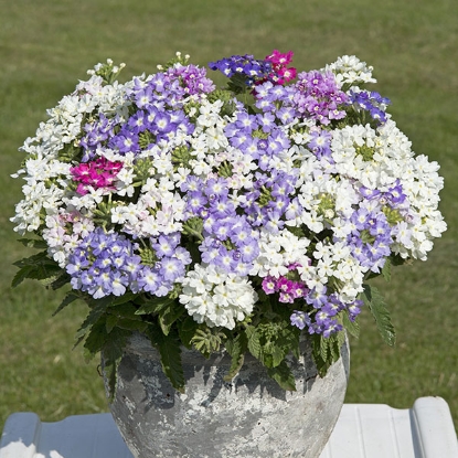 Picture of Verbena Scentsation