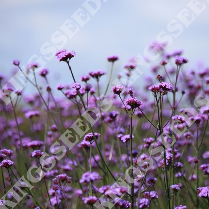 Picture of Verbena Bonariensis Vanity