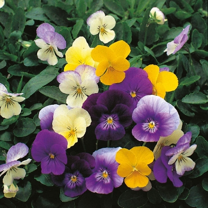 Picture of Viola Symphonia