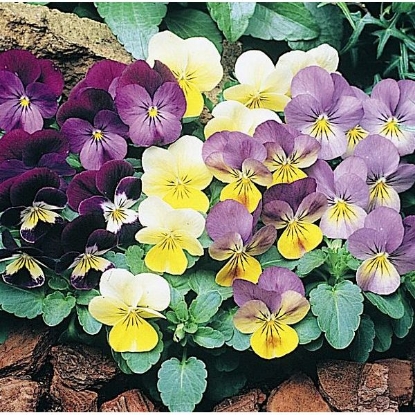 Picture of Viola Sorbet Mixed F1