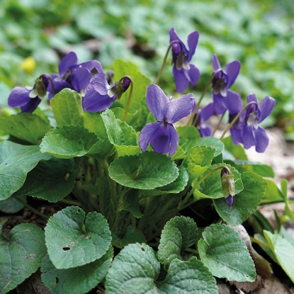 Picture of Viola Odorata Sweet Violet