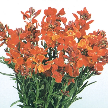 Picture of Wallflower Fire King - Brilliant orange