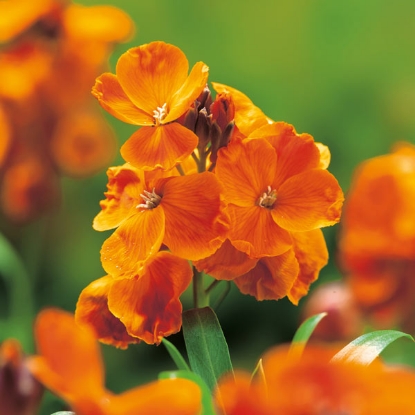 Picture of Wallflower Orange Bedder - Bright orange