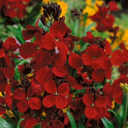 Picture of Wallflower Vulcan - Deep crimson