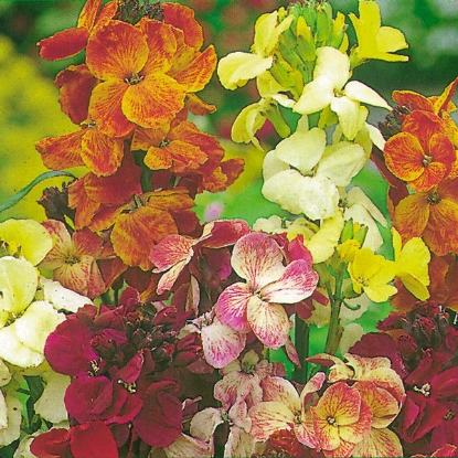 Picture of Wallflower Fair Lady Mixed