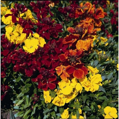 Picture of Wallflower Tom Thumb Mixed