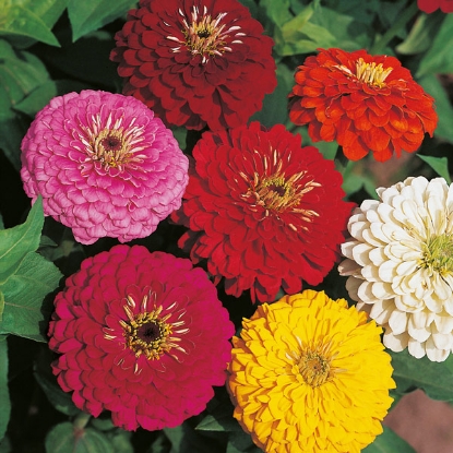 Picture of Zinnia Dahlia Flowered