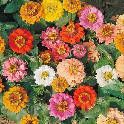 Picture of Zinnia Thumbelina