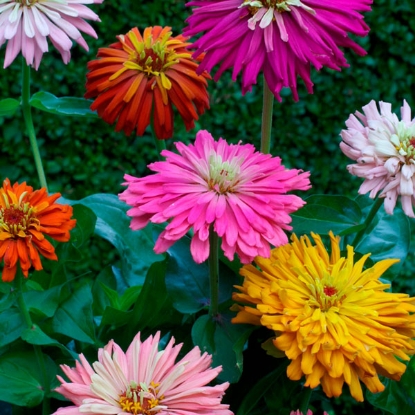 Picture of Zinnia Cactus Flowered Mixed