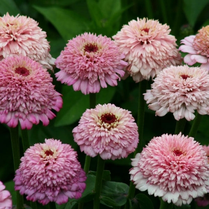 Picture of Zinnia Zinderella Lilac