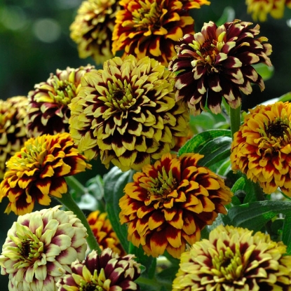 Picture of Zinnia Haageana Jazzy Mixture