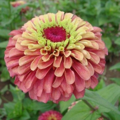 Picture of Zinnia Queen Lime Red