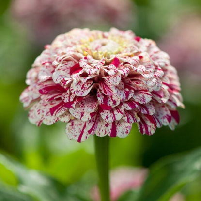 Picture of SALE - Zinnia Pop Art White & Red