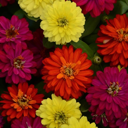 Picture of Zinnia Marylandica Double Brilliant Mixed