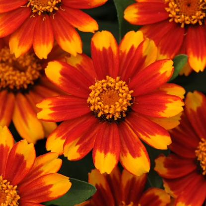 Picture of Zinnia Marylandica Zahara Sunburst