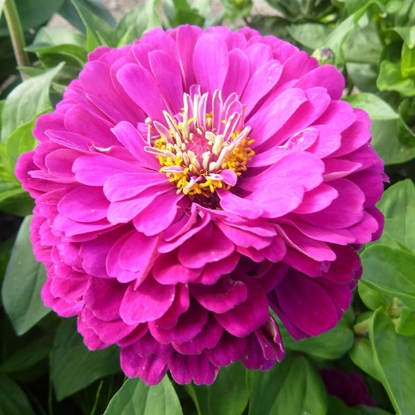 Picture of Zinnia Purple Prince