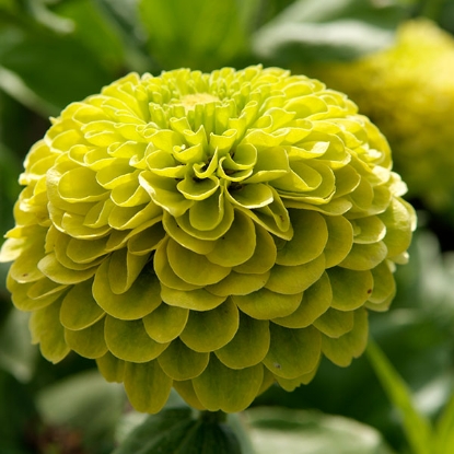 Picture of Zinnia Envy