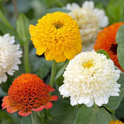 Picture of Zinnia Cresto Citrus Mixed