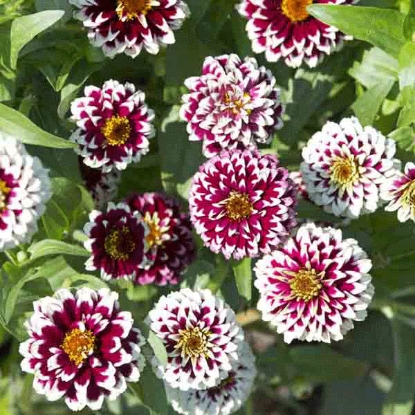 Picture of Zinnia Haageana Jazzy Red