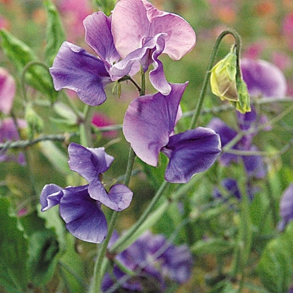 Picture of Sweet Pea Alan Williams Seeds