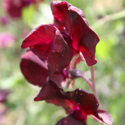 Picture of Sweet Pea Beaujolais Seeds