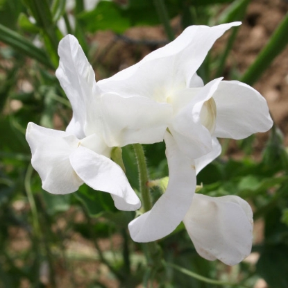 Picture of Sweet Pea White Ensign Seeds