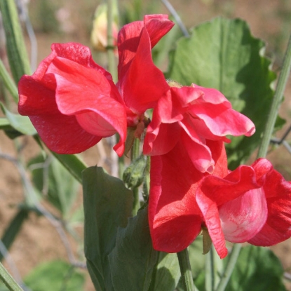 Picture of Sweet Pea Red Ace Seeds