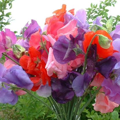 Picture of Sweet Pea Bouquet Seeds