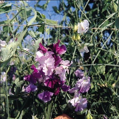 Picture of Sweet Pea Great Expectations