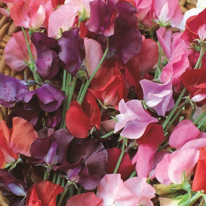 Picture of Sweet Pea Knee Hi Seeds