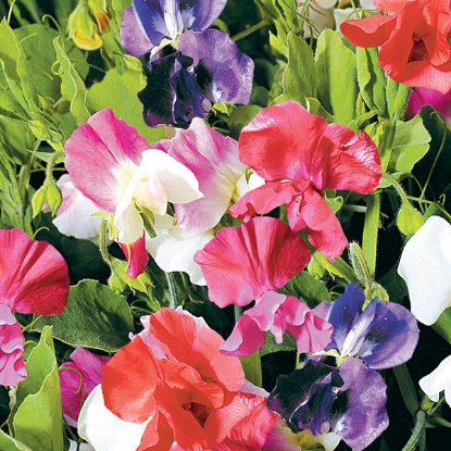 Picture of Sweet Pea Little Sweetheart Mixed Seeds