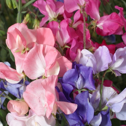 Picture of Sweet Pea Mammoth Mixed Seeds