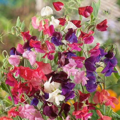 Picture of Sweet Pea Old Fashioned Seeds