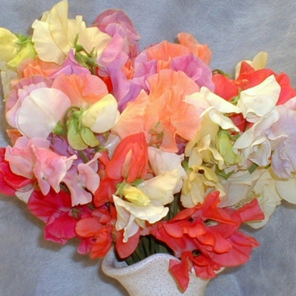 Picture of Sweet Pea Pastel Shades (Exclusive to EWK)