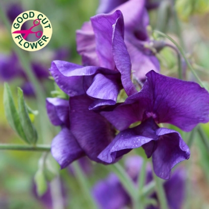 Picture of Sweet Pea Pluto Seeds