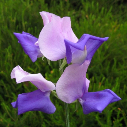 Picture of Sweet Pea Erewhon Seeds