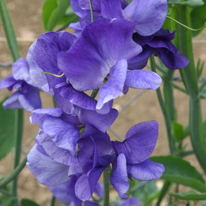 Picture of Sweet Pea Heathcliff Seeds